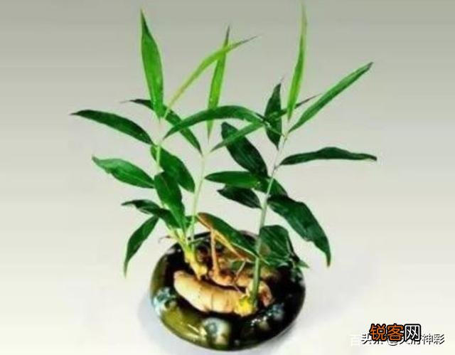 在超市里买的生姜发芽了,可以栽在花盆里吗？怎样栽？