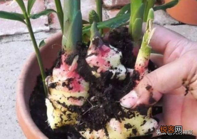 在超市里买的生姜发芽了,可以栽在花盆里吗？怎样栽？