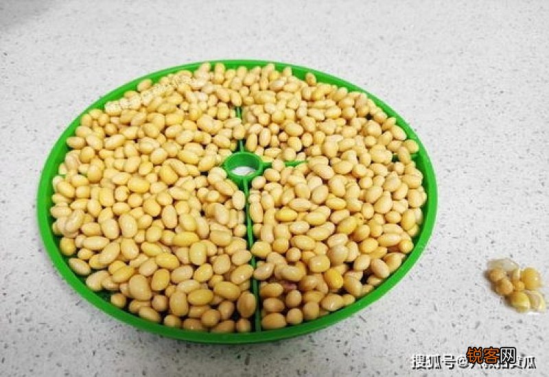 自己发黄豆芽为什么豆子总是发臭