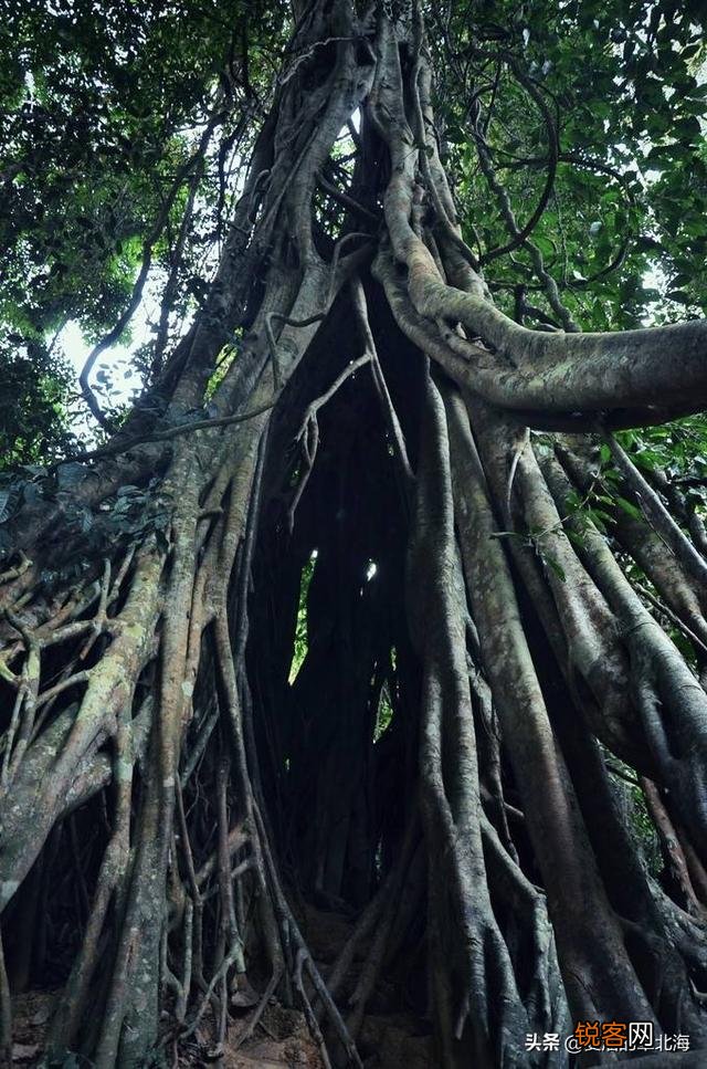 植物是否也有欲望,让它生存、繁衍？又是什么,限制了植物欲望升级,不像动物明显？