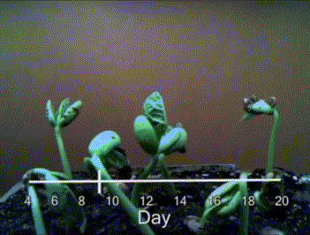 植物是否也有欲望,让它生存、繁衍？又是什么,限制了植物欲望升级,不像动物明显？