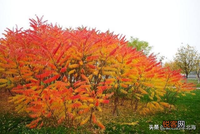 植物是否也有欲望,让它生存、繁衍？又是什么,限制了植物欲望升级,不像动物明显？