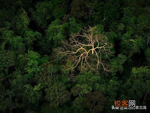 植物是否也有欲望,让它生存、繁衍？又是什么,限制了植物欲望升级,不像动物明显？