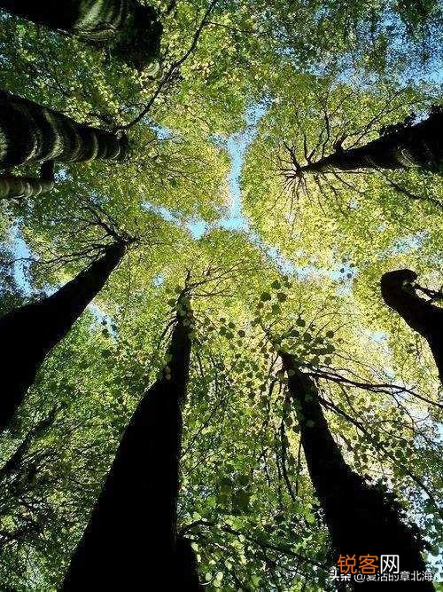 植物是否也有欲望,让它生存、繁衍？又是什么,限制了植物欲望升级,不像动物明显？