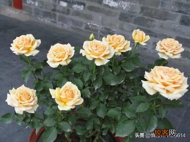 月季长了红蜘蛛,有什么快速防治方法？