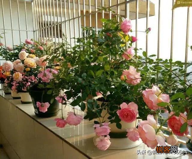 月季长了红蜘蛛,有什么快速防治方法？