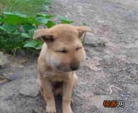 还记得小时候在农村屋檐下捅蜂窝,被蜜蜂蛰了的后果吗？