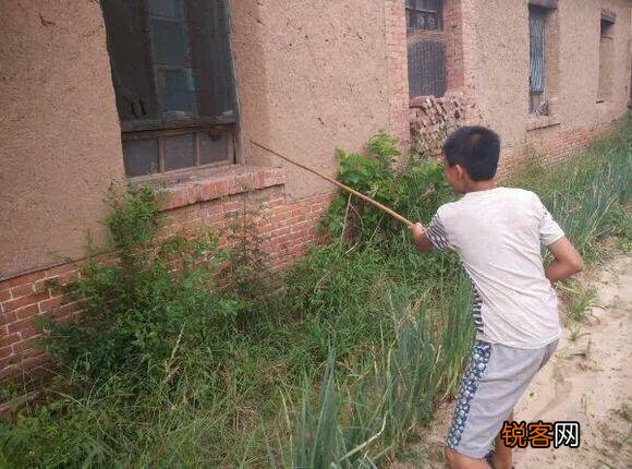 还记得小时候在农村屋檐下捅蜂窝,被蜜蜂蛰了的后果吗？