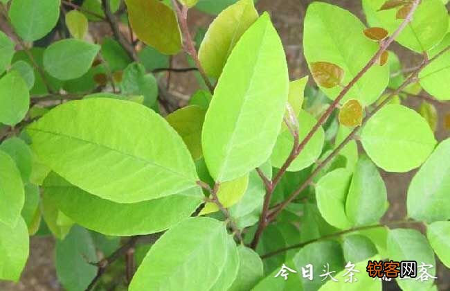 杨桃树的种植方法 怎样能种出香甜的大果杨桃