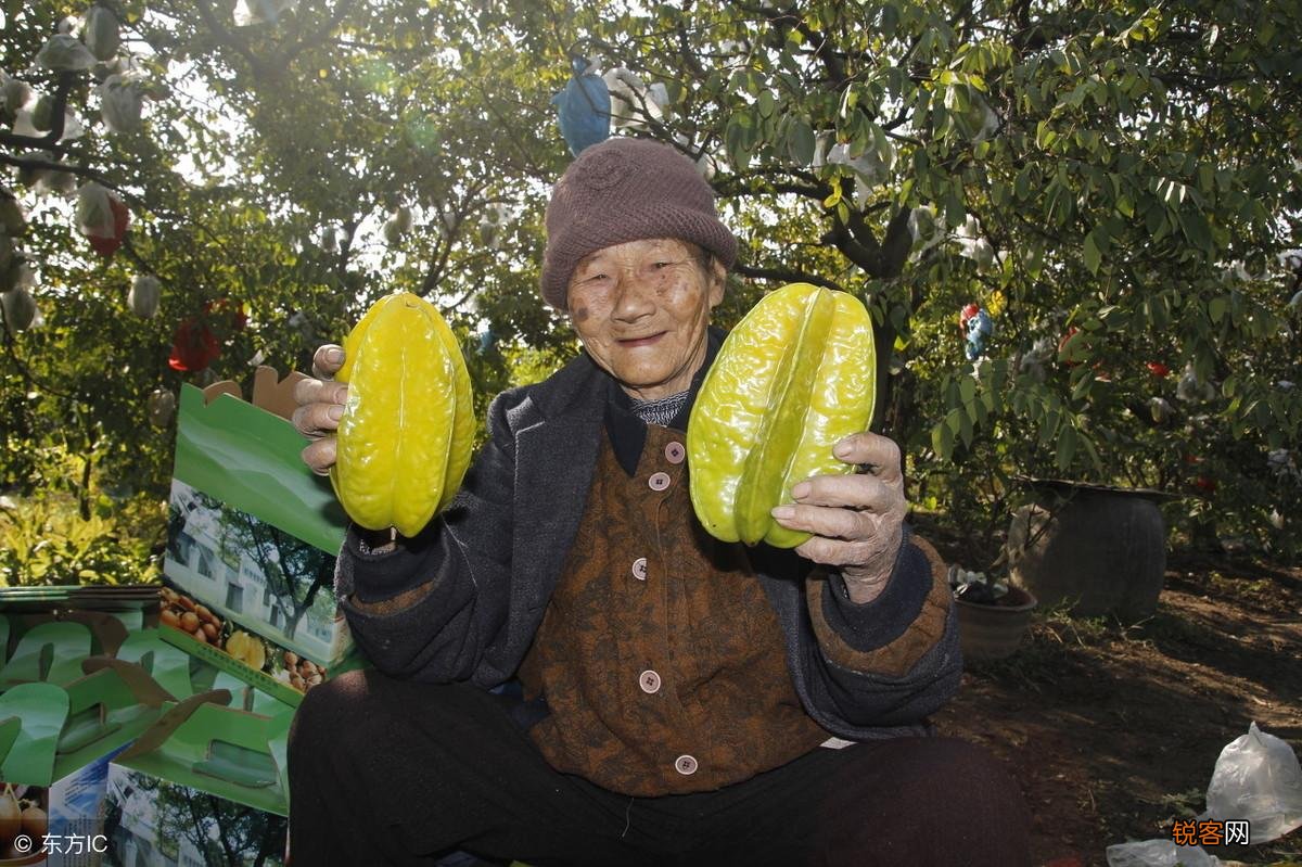 杨桃树的种植方法 怎样能种出香甜的大果杨桃