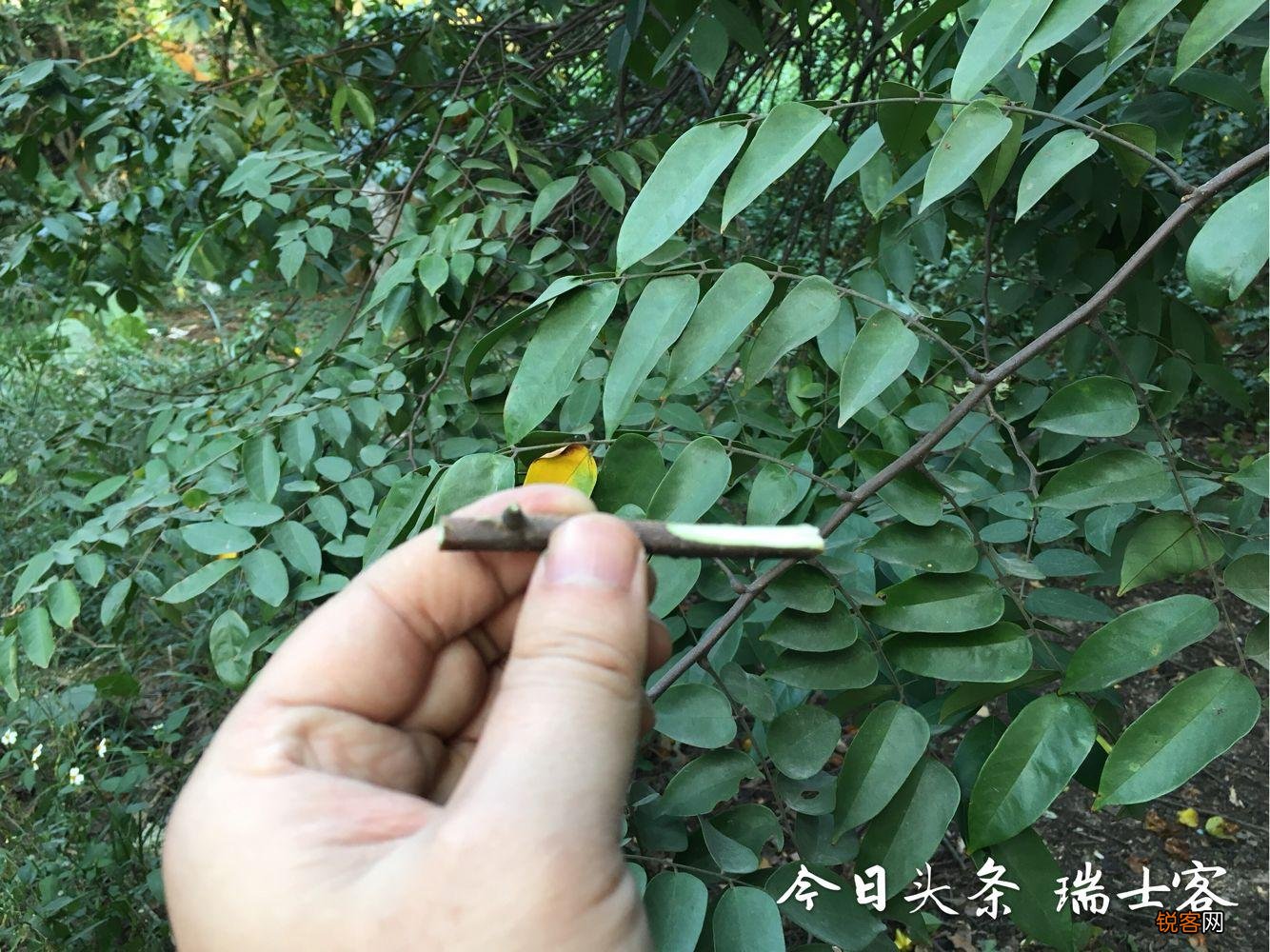 杨桃树的种植方法 怎样能种出香甜的大果杨桃