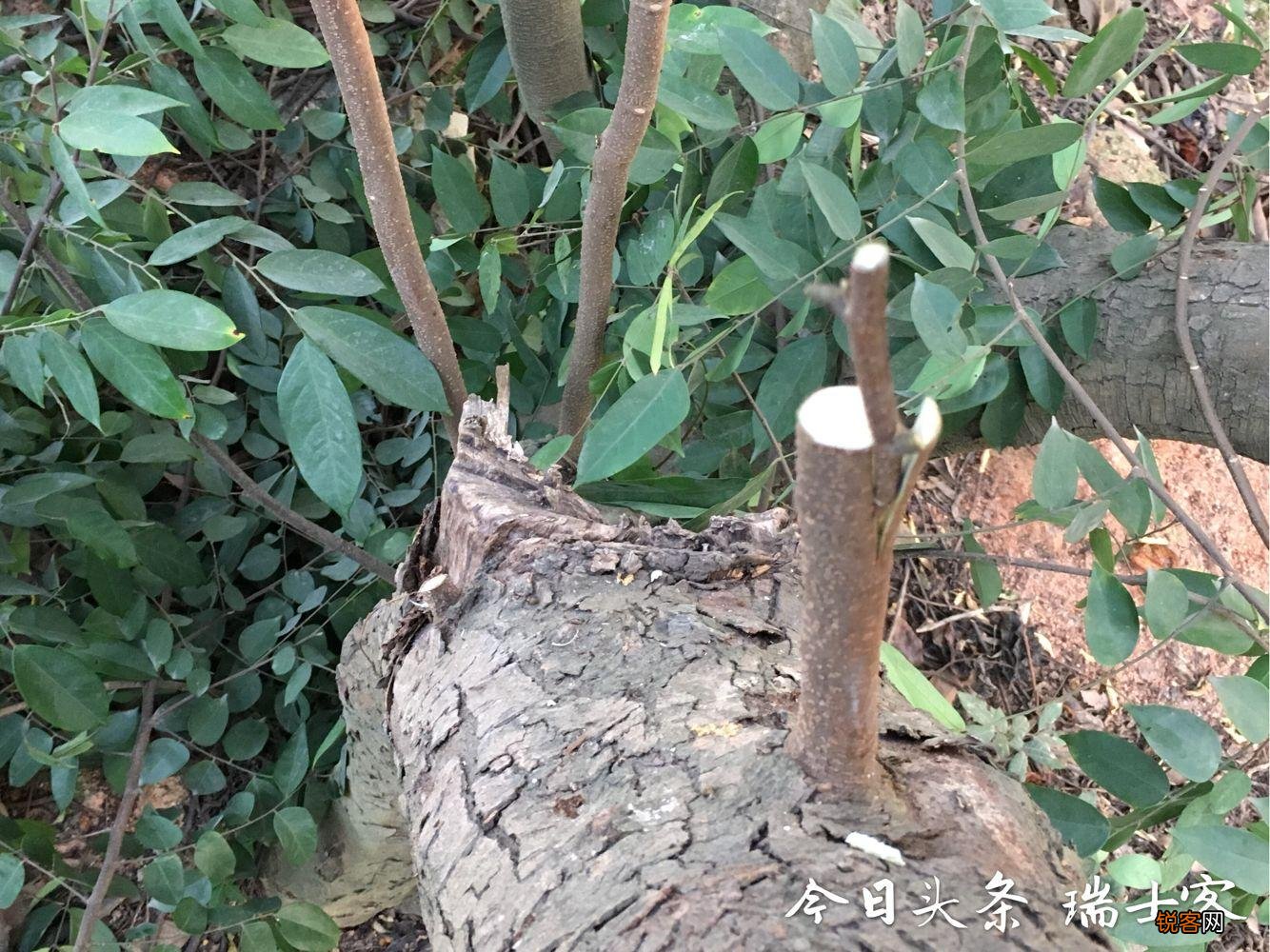 杨桃树的种植方法 怎样能种出香甜的大果杨桃