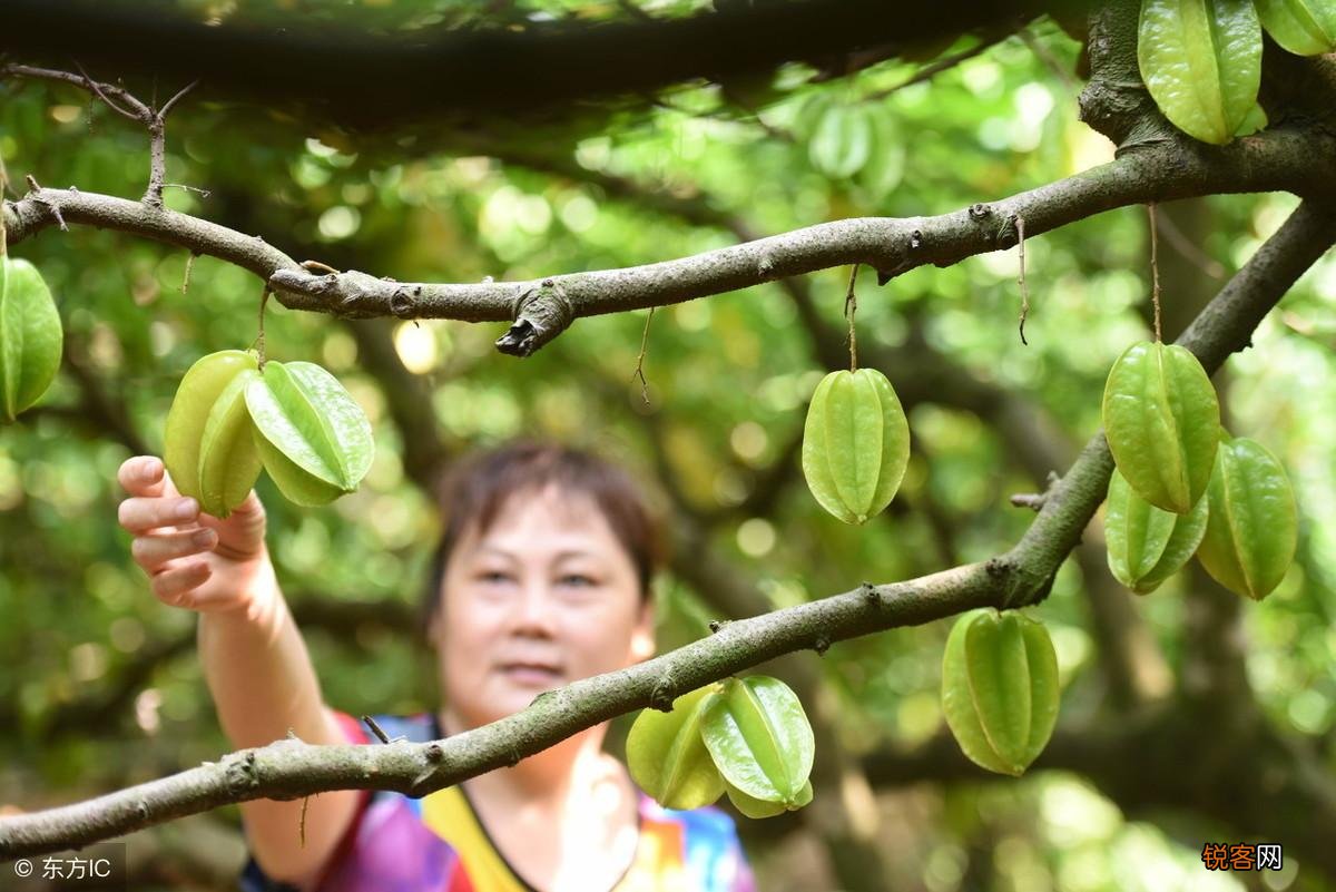 杨桃树的种植方法 怎样能种出香甜的大果杨桃
