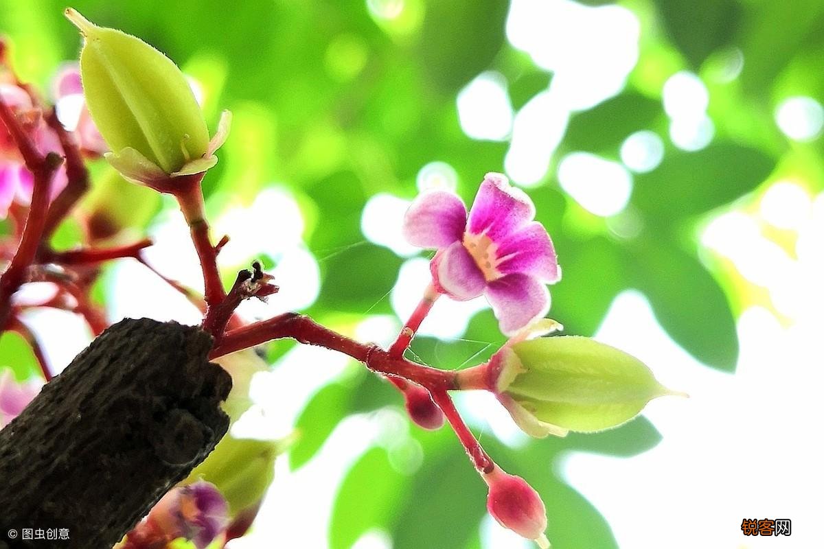 杨桃树的种植方法 怎样能种出香甜的大果杨桃