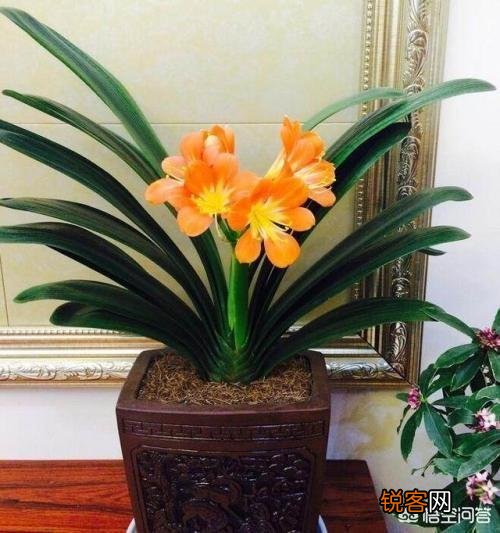 君子兰该如何选择花盆？