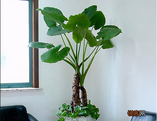 客厅摆什么植物容易养、寿命长,又不需要怎么打理？