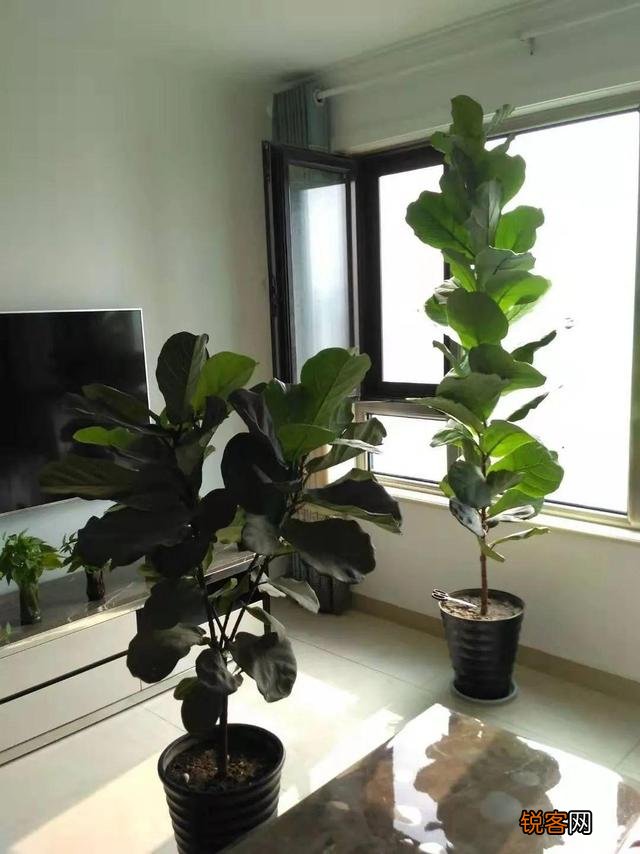 客厅摆什么植物容易养、寿命长,又不需要怎么打理？