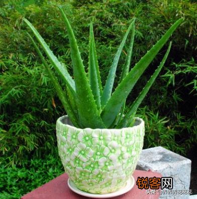 客厅摆什么植物容易养、寿命长,又不需要怎么打理？