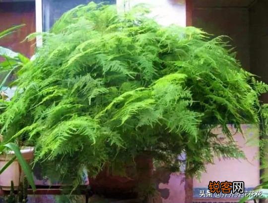 客厅摆什么植物容易养、寿命长,又不需要怎么打理？
