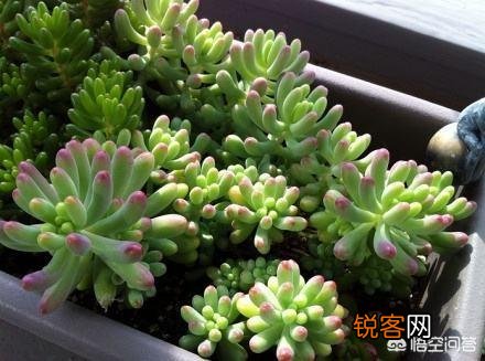多肉的叶子一碰全掉了,是什么原因？