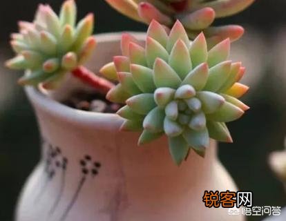 多肉的叶子一碰全掉了,是什么原因？