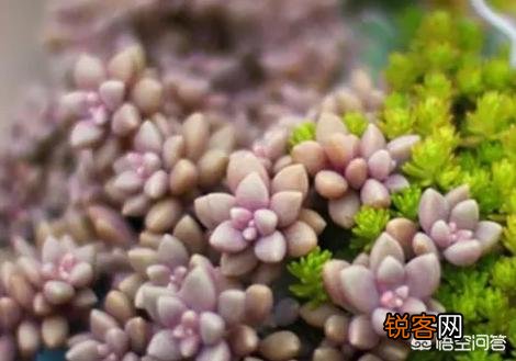 多肉的叶子一碰全掉了,是什么原因？