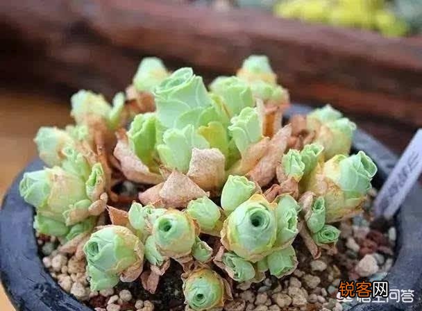 多肉的叶子一碰全掉了,是什么原因？