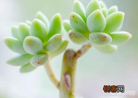 多肉的叶子一碰全掉了,是什么原因？