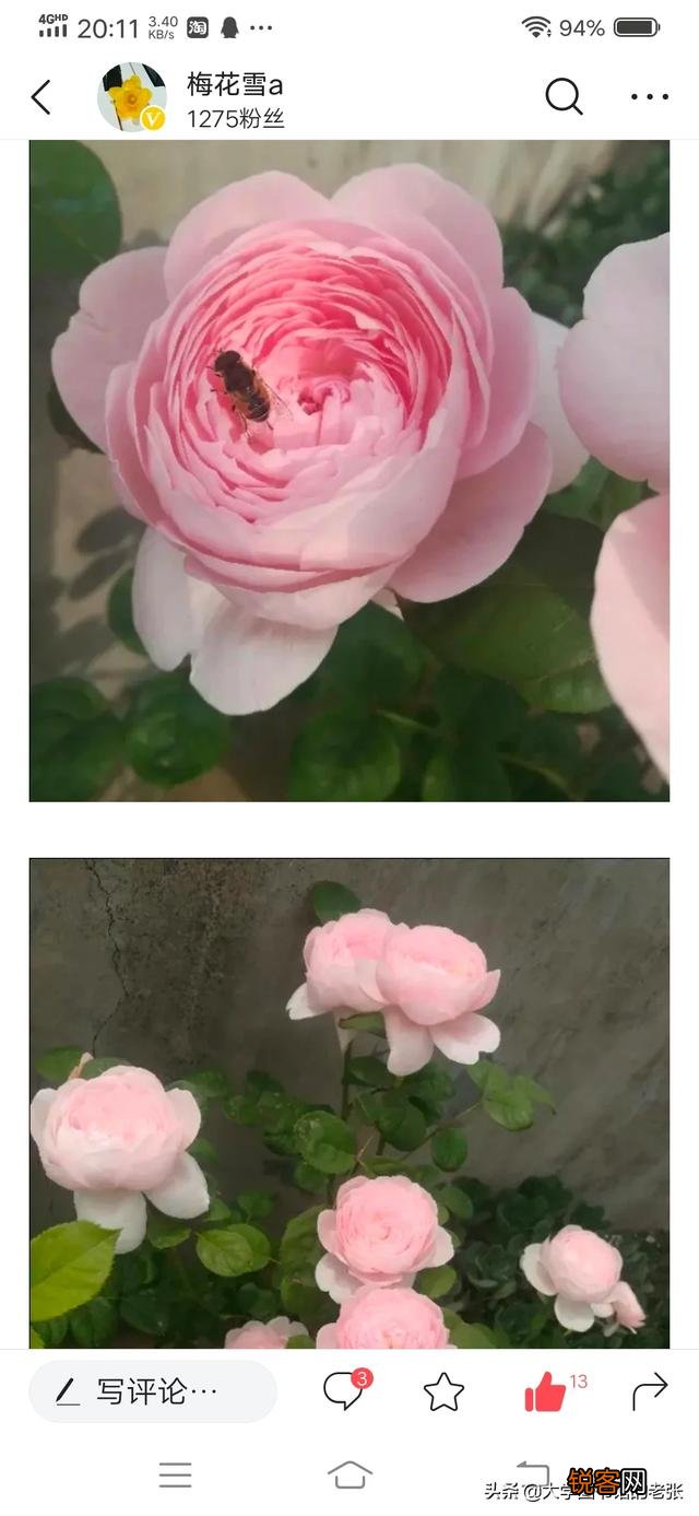 月季扦插有什么最简单的方法？