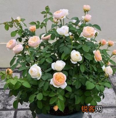 月季扦插有什么最简单的方法？