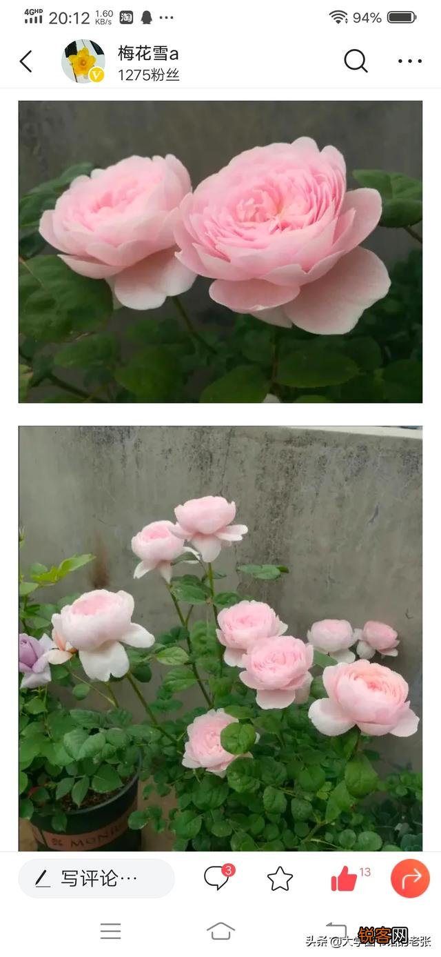 月季扦插有什么最简单的方法？