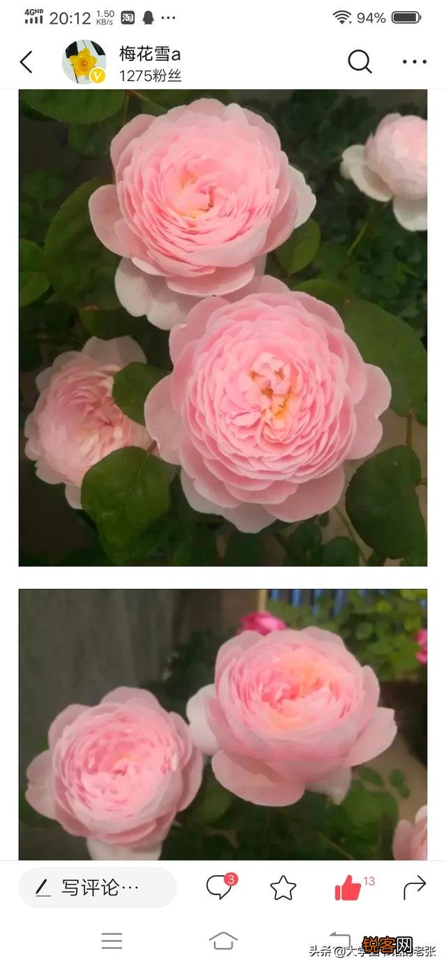 月季扦插有什么最简单的方法？