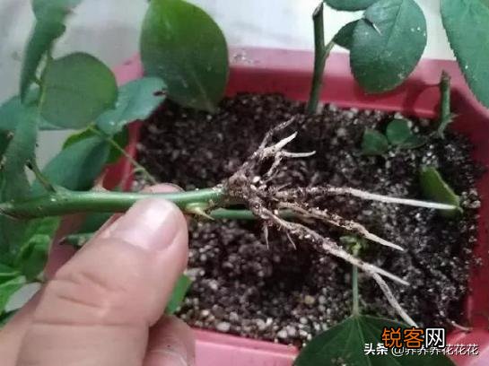 月季扦插有什么最简单的方法？