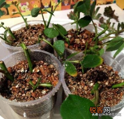 月季扦插有什么最简单的方法？