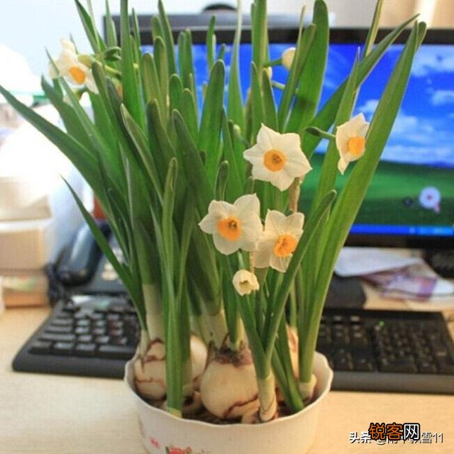 怎样养水仙花？