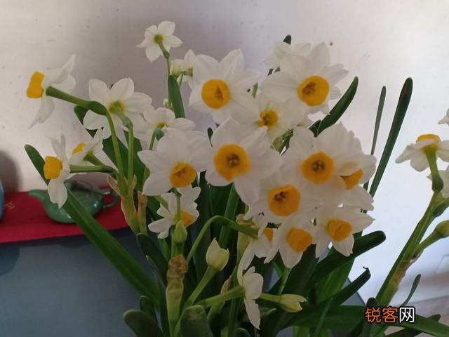怎样养水仙花？