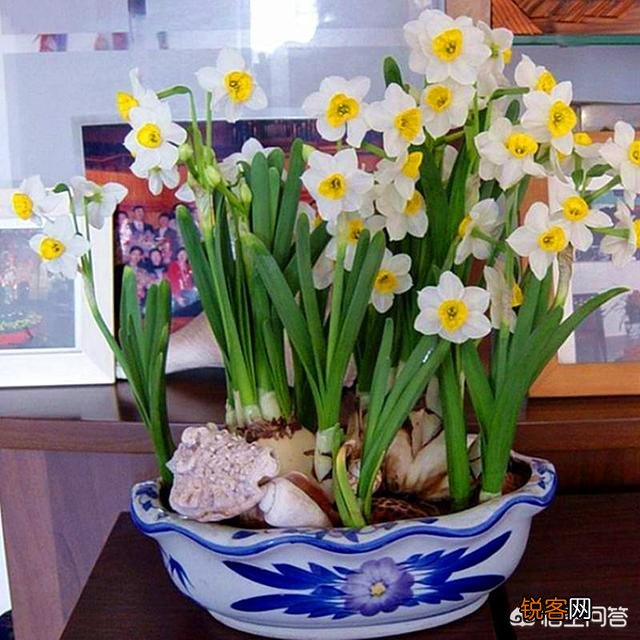 怎样养水仙花？