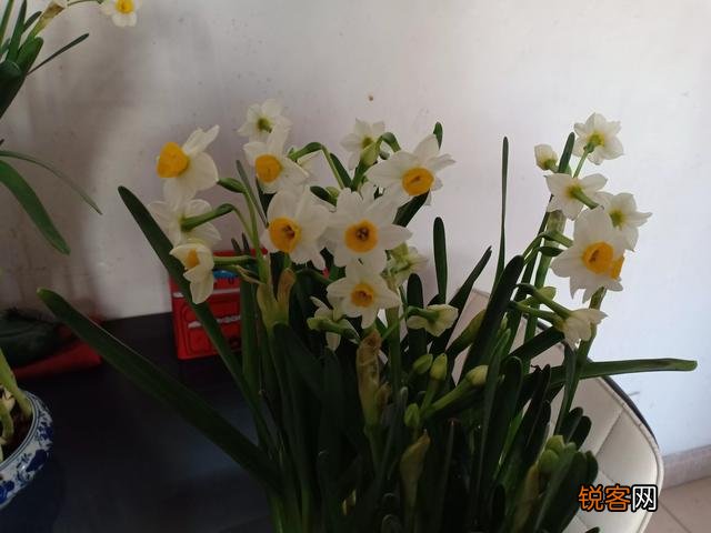 怎样养水仙花？