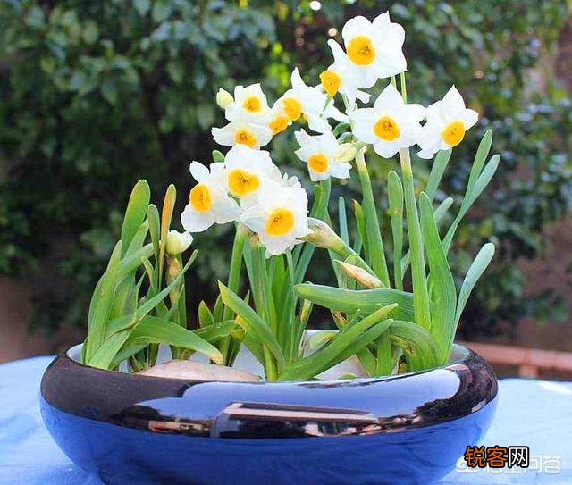 怎样养水仙花？