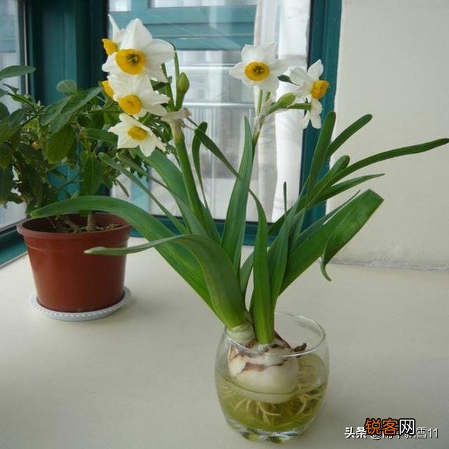 怎样养水仙花？