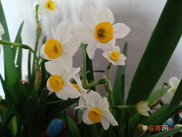 怎样养水仙花？