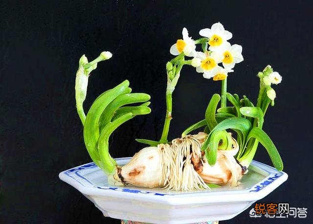 怎样养水仙花？