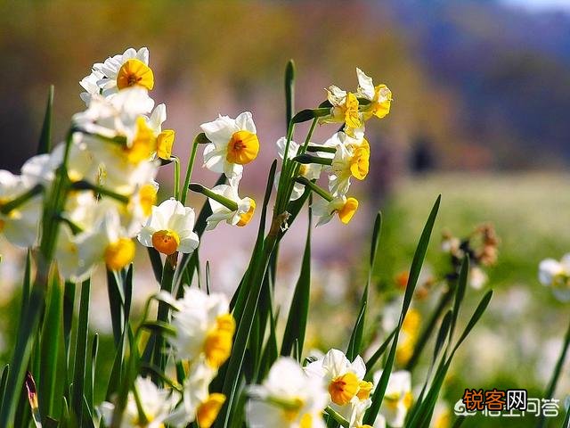 怎样养水仙花？