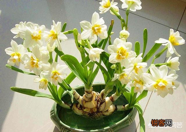 怎样养水仙花？