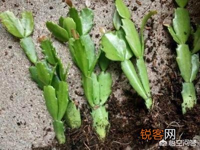 蟹爪兰什么时候扦插？