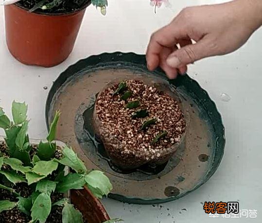 蟹爪兰什么时候扦插？