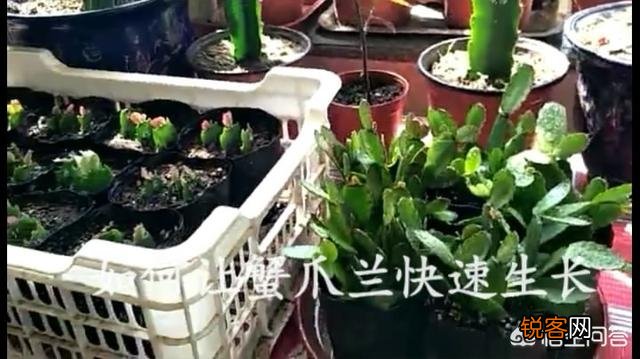 蟹爪兰什么时候扦插？