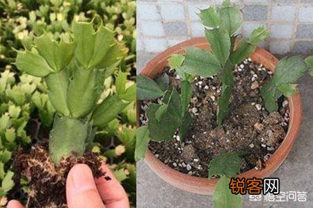 蟹爪兰什么时候扦插？
