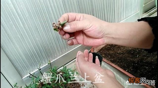蟹爪兰什么时候扦插？