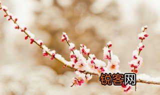 踏雪寻梅的诗句 踏雪寻梅全诗内容